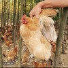 皖南土鸡黄油老母鸡2只  散养土鸡 肉质紧实 商品缩略图3