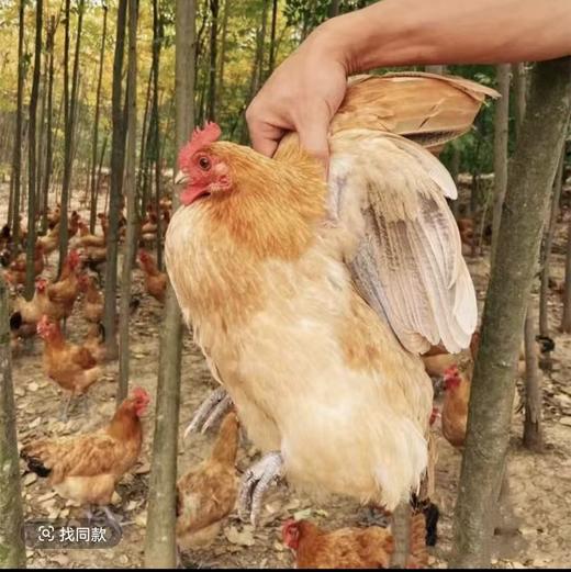 皖南土鸡黄油老母鸡2只  散养土鸡 肉质紧实 商品图3