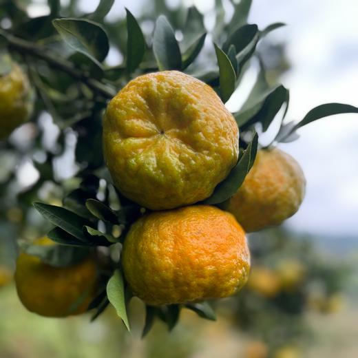 云南高原生态椪柑  | 合作生产 | 基地直发*Yunnan Plateau Ecological Ponkan mandarin 商品图5