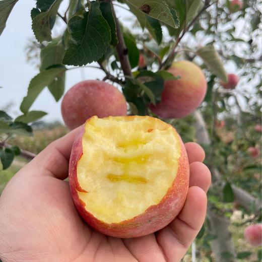 郭苹果霜降阳光丑苹果  自然农法四不用种植水果5斤/8斤装【京东/顺丰快递】 商品图1