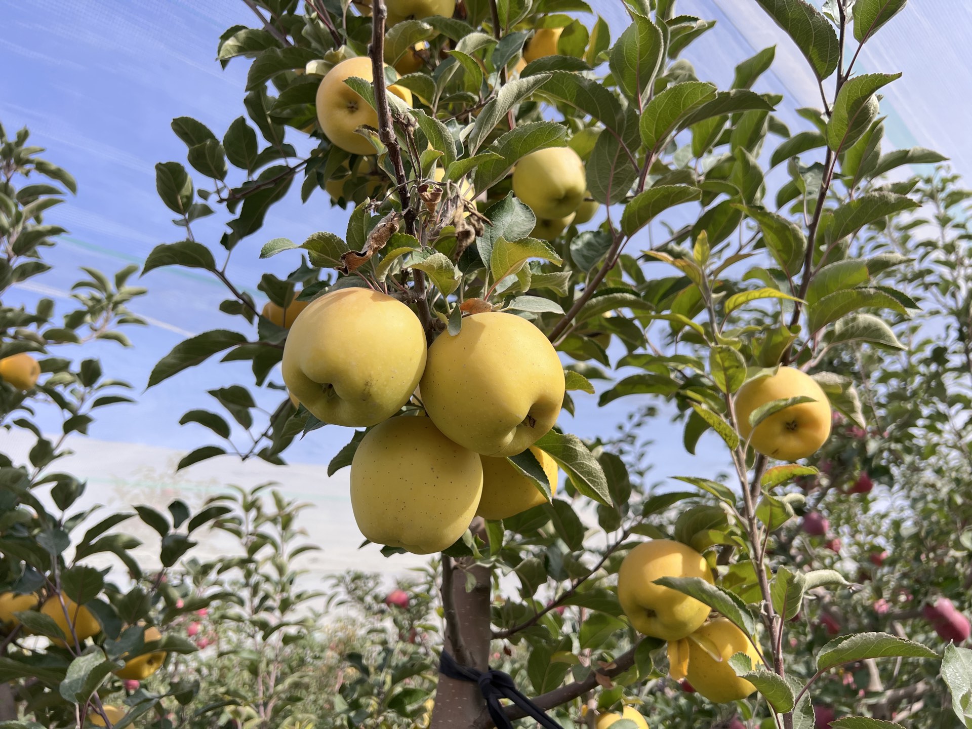 新疆阿克苏黄金维纳斯 高甜浓香型苹果 现摘现发