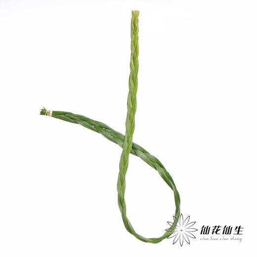 南非花材 | 菱形藻 BraidsFicnea Fascicuaris 商品图1