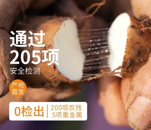 温县垆土新鲜铁棍山药 | 现挖发货，香甜面糯 肉质紧密 零下5°度地区慎拍，容易冻伤 2500g/箱大果礼盒装 商品图0
