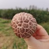 有机香菇 | 合作生产 | 基地直发 *Organic mushroom 商品缩略图2