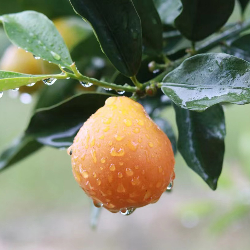 脆蜜金桔中石油定制款豪华4斤装