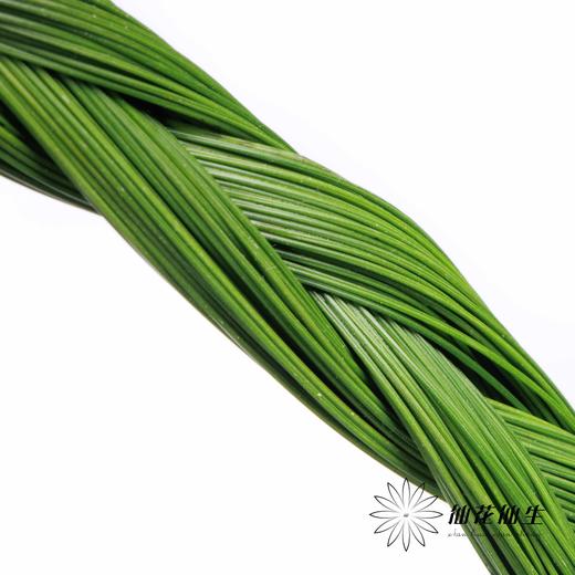 南非花材 | 菱形藻 BraidsFicnea Fascicuaris 商品图2