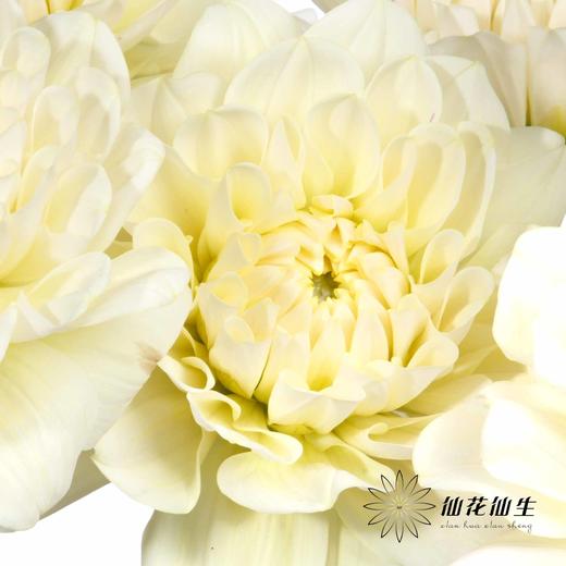 配花 | 大丽花焦糖 商品图1