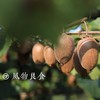 冬日专享石家庄优选仓库速达，风物良食®树上熟·猕猴桃，自然完熟，从果心逐渐向果皮成熟，硬果削皮直接吃，净重3.6斤/16枚大果（单果110-127克） 商品缩略图0