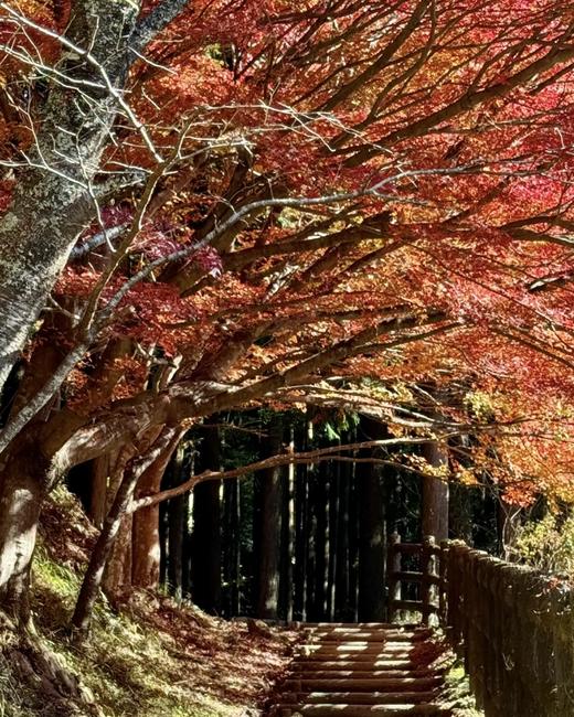 BAM“见山”11月28日-12月2日｜日本熊野古道红叶季5天4晚中边路 商品图4