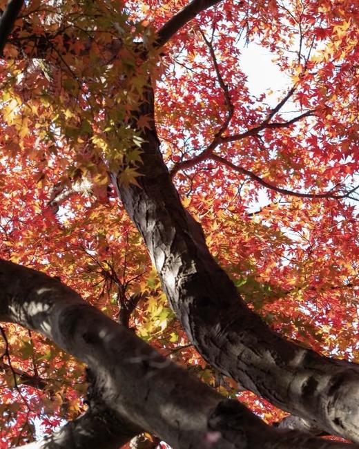 BAM“见山”11月28日-12月2日｜日本熊野古道红叶季5天4晚中边路 商品图0