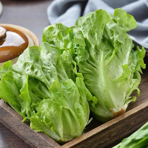 每日伊藤奶油生菜 约250g/袋（新鲜） 商品图0