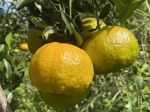 合作生产/生态椪柑 商品图4