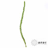 南非花材 | 菱形藻 BraidsFicnea Fascicuaris 商品缩略图3