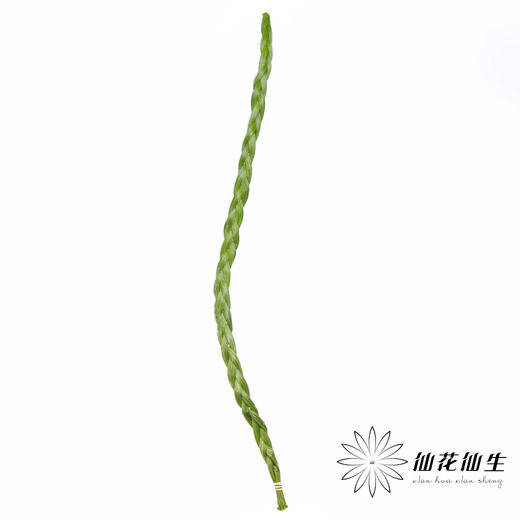 南非花材 | 菱形藻 BraidsFicnea Fascicuaris 商品图3