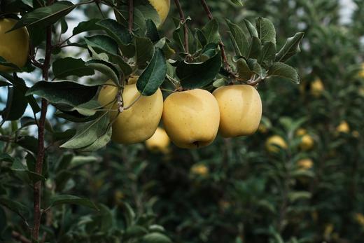 新疆阿克苏黄金维纳斯 高甜浓香型苹果 现摘现发 商品图3