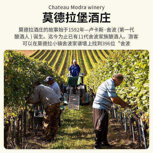 【河北农垦】斯洛伐克经典系列莱茵雷司令干白葡萄酒750ml 商品图2