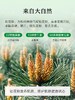 松达婴儿护肤松花粉痱子粉新生婴幼儿专用舒缓爽身粉宝宝吸湿不淹不红非玉米粉52g 商品缩略图2