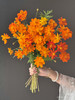 国产花材-【硫华菊】 商品缩略图0