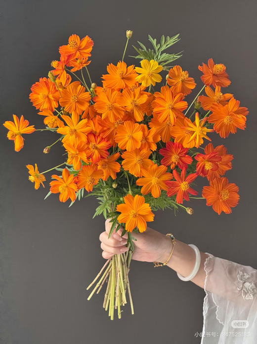 国产花材-【硫华菊】 商品图0