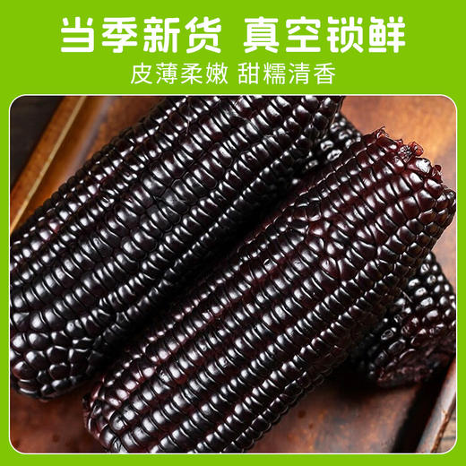 【农科玉】东北黑糯紫玉米软糯鲜香真空包装8根装每根230g 商品图2