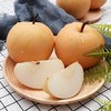 【CHUAN】正宗莱阳冰糖秋月梨【精品果】4.5-5斤精品礼盒 顺丰快递6枚 商品缩略图1
