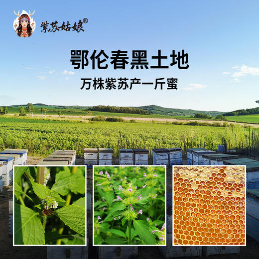 紫苏姑娘紫苏蜂蜜单一紫苏花蜜源250g★★ 商品图2