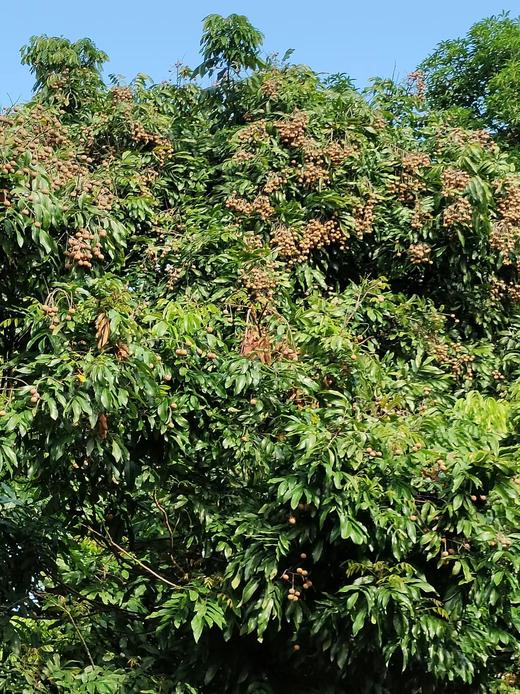 合作产品/野生桂圆 商品图7