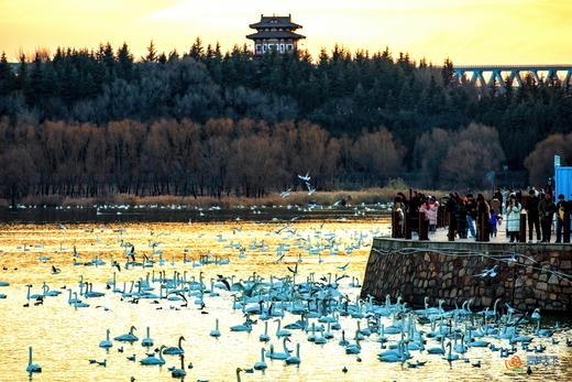 拍鸟专线：河南·三门峡天鹅湖、地坑院、甘山红腹锦鸡 6 天摄影创作团 商品图2