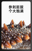 【买一袋送一袋】正宗大连即食海参500g/袋8-10头 商品缩略图7
