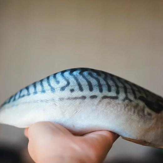 简装限量30份  真正挪威青花鱼 出口日本 hk惠康超市指定供货商 来自挪威深海的鲜美馈赠 挪威冰川环境 纯净海域深海捕捞 商品图0