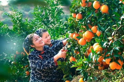 生态种植赣南脐橙 5/10/20斤 商品图4