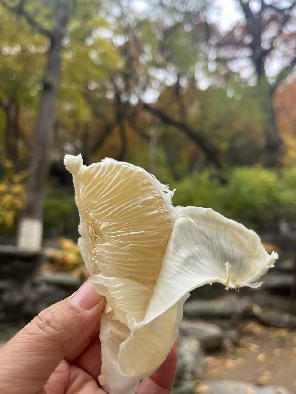 纯正安江老树雪峰冰糖土柚子/ 20斤起发，口味巅峰，一骑绝尘