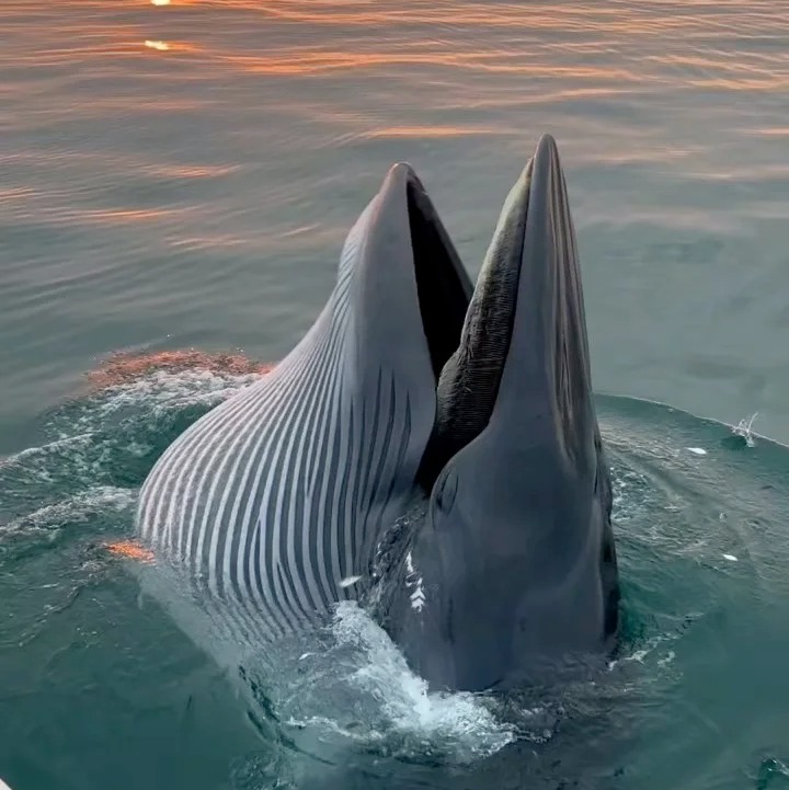 寒假亲子 | 秘境崇左·北海追鲸6天5晚