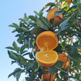 富川脐橙 12枚礼盒装