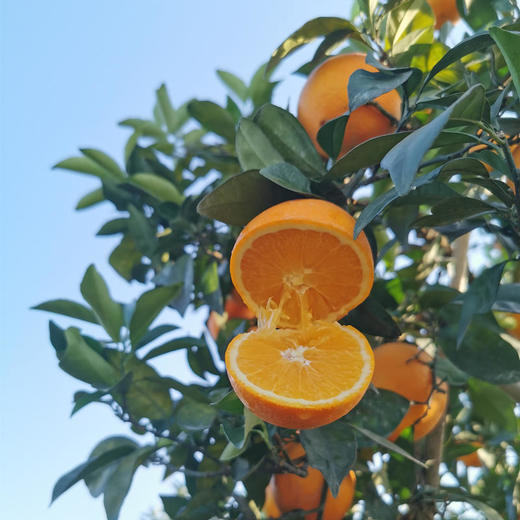 富川脐橙 9斤装（65-90#果） 商品图2