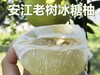 纯正安江老树雪峰冰糖土柚子/ 20斤起发，口味巅峰，一骑绝尘 商品缩略图1