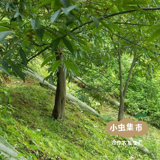 生态山核桃仁 100g/250g | 合作农友生产，产自浙江杭州，生产者：潘新梅 &【公平贸易农人定价】 商品图11