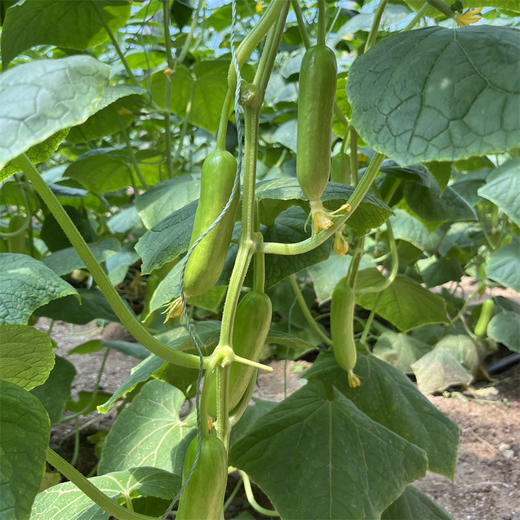 【奶油黄瓜】口感清甜，带有清新自然的黄瓜香 商品图4