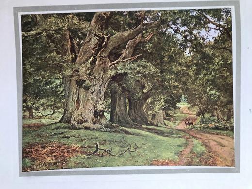 1912年 理查德·杰弗里斯自传《我心灵的故事》 8幅彩色手工贴图 漆布精装大32开 商品图8