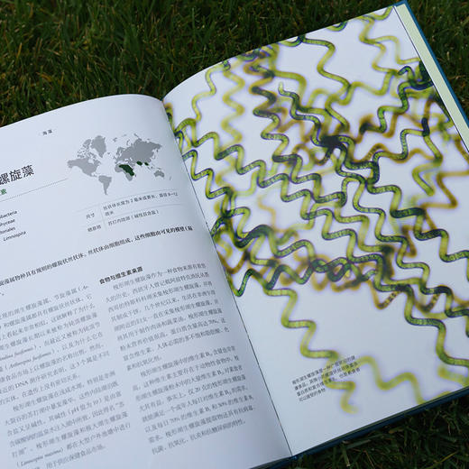 《海藻，什么是海藻》普林斯顿大学生物图鉴系列 探讨藻类物种结构、演化 自然科普图书图鉴-分销 商品图2