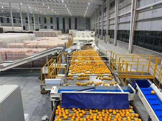 生态种植赣南脐橙 5/10/20斤 商品图7