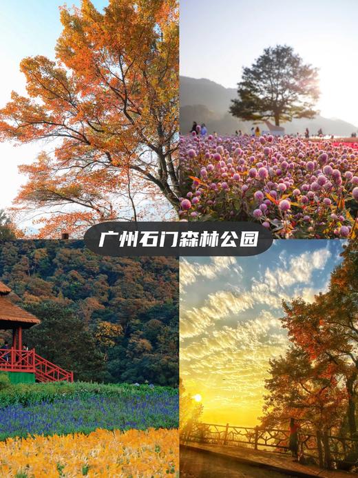 【红叶限定·秋色最浓】 广州石门国家森林公园红叶观赏（可升级温泉宾馆住宿） 商品图1