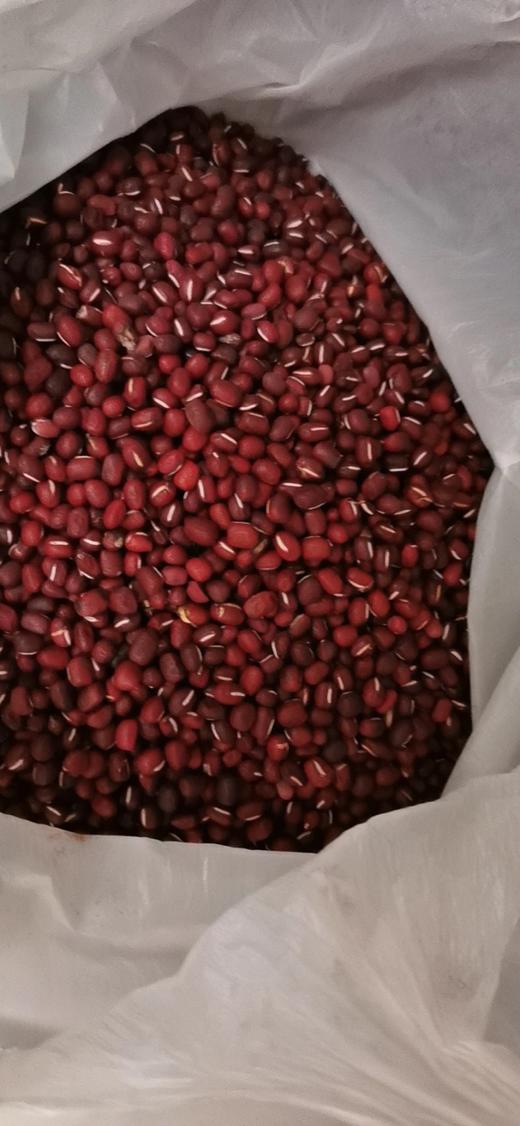 【2025年新豆】生态红小豆  500g 商品图3