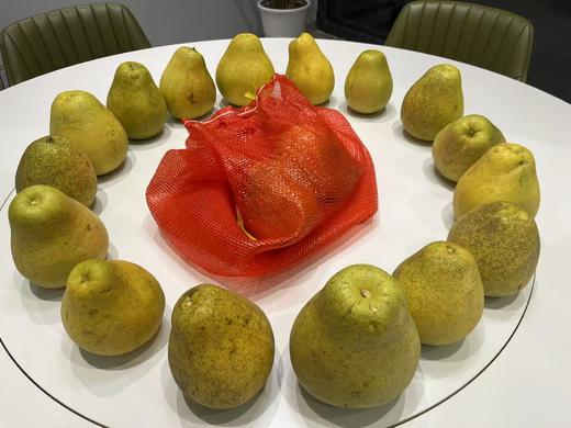 纯正安江老树雪峰冰糖土柚子/ 20斤起发，口味巅峰，一骑绝尘 商品图5