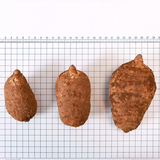 正安 云南昭通小草坝新鲜天麻 道地产区核心区现挖现发 补充头脑营养 优质原材 个头短肥肉质肥厚 1.5kg/箱【预计下单后三天内发货】【上新秒杀价-不叠加任何活动】 商品图2