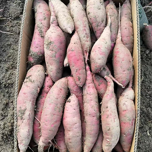【印象沈农自有基地】红瑶蜜薯5斤装中薯 单个 2～8 两 粉糯香甜 自然糖化 烤箱烤着嘎嘎好吃 商品图2