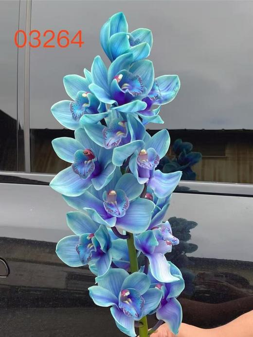 荷兰进口大花蕙兰1支 商品图12