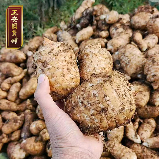 正安 云南昭通小草坝新鲜天麻【秒杀】 道地产区核心区现挖现发 补充头脑营养 优质原材 个头短肥肉质肥厚 1.5kg/箱【不叠加任何活动】 商品图3