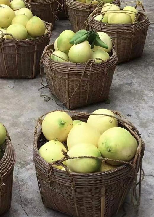 纯正安江老树雪峰冰糖土柚子/ 20斤起发，口味巅峰，一骑绝尘 商品图2