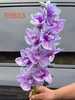 荷兰进口大花蕙兰1支 商品缩略图11